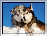 Siberian Husky